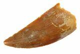 Serrated, Raptor Tooth - Real Dinosaur Tooth #295758-1